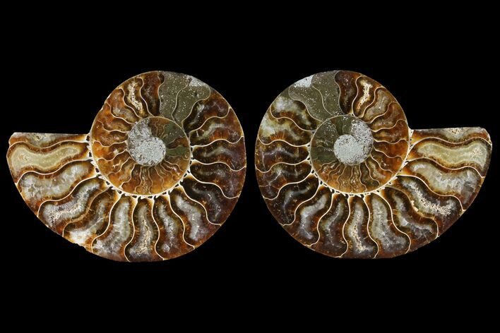 Sliced Ammonite Fossil - Agatized #124995